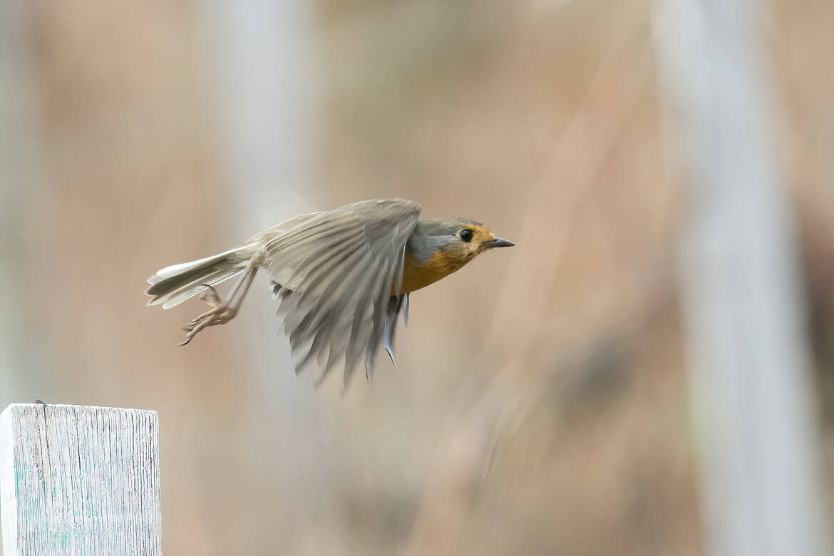 La flèche rouge gorge