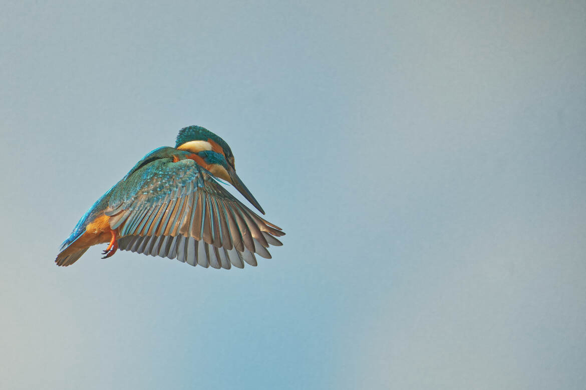 Martin dans le ciel.