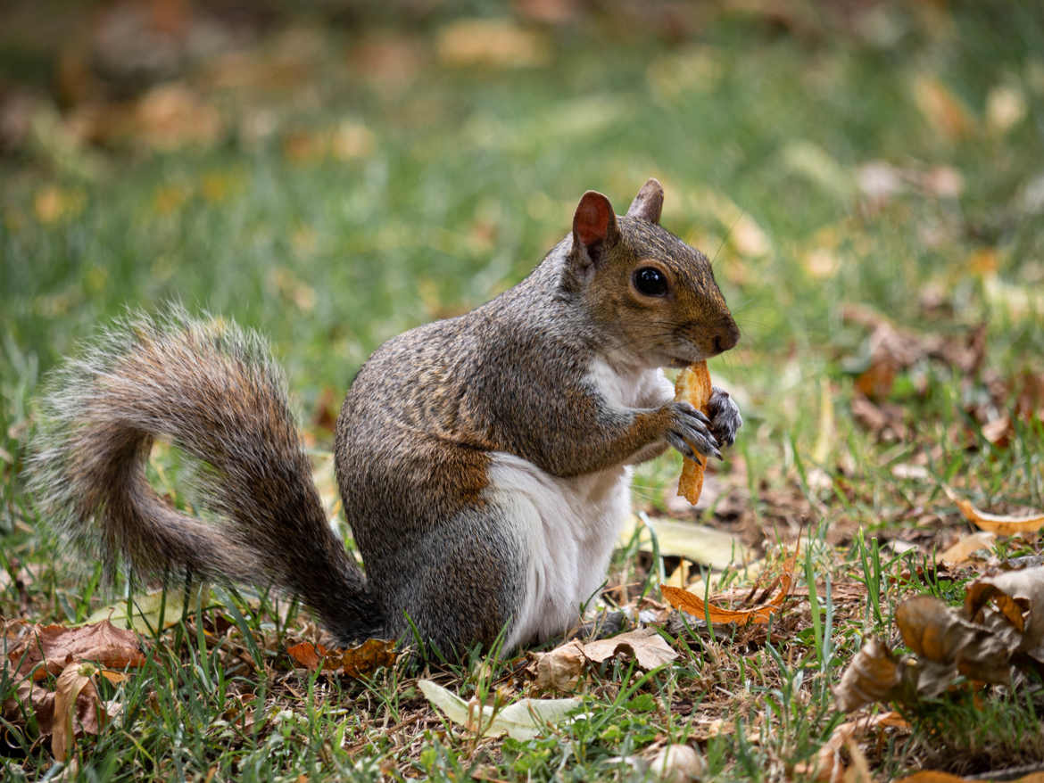 Gourmand