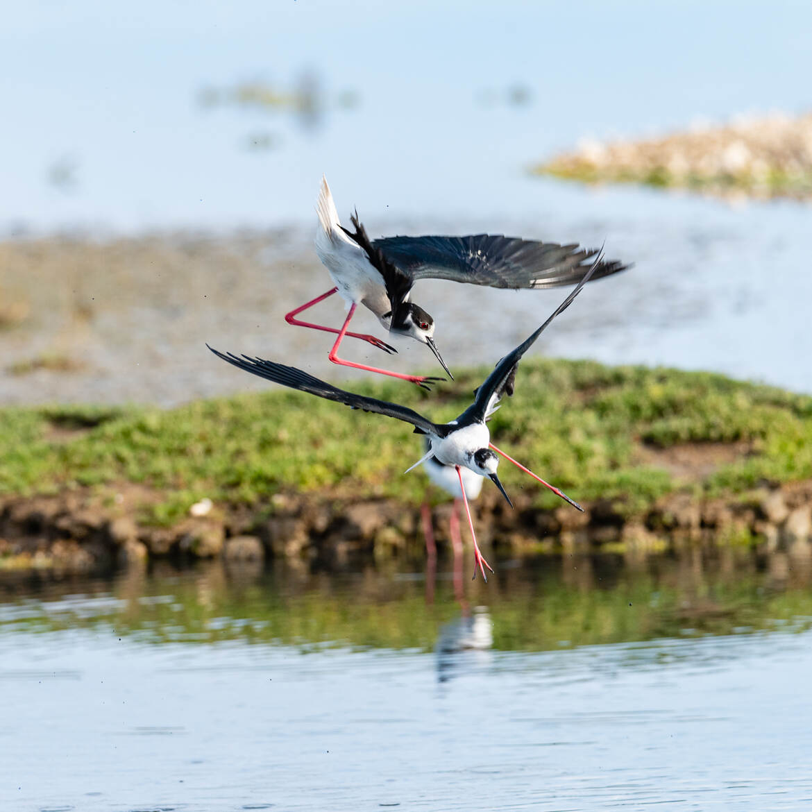 Acrobaties nuptiales