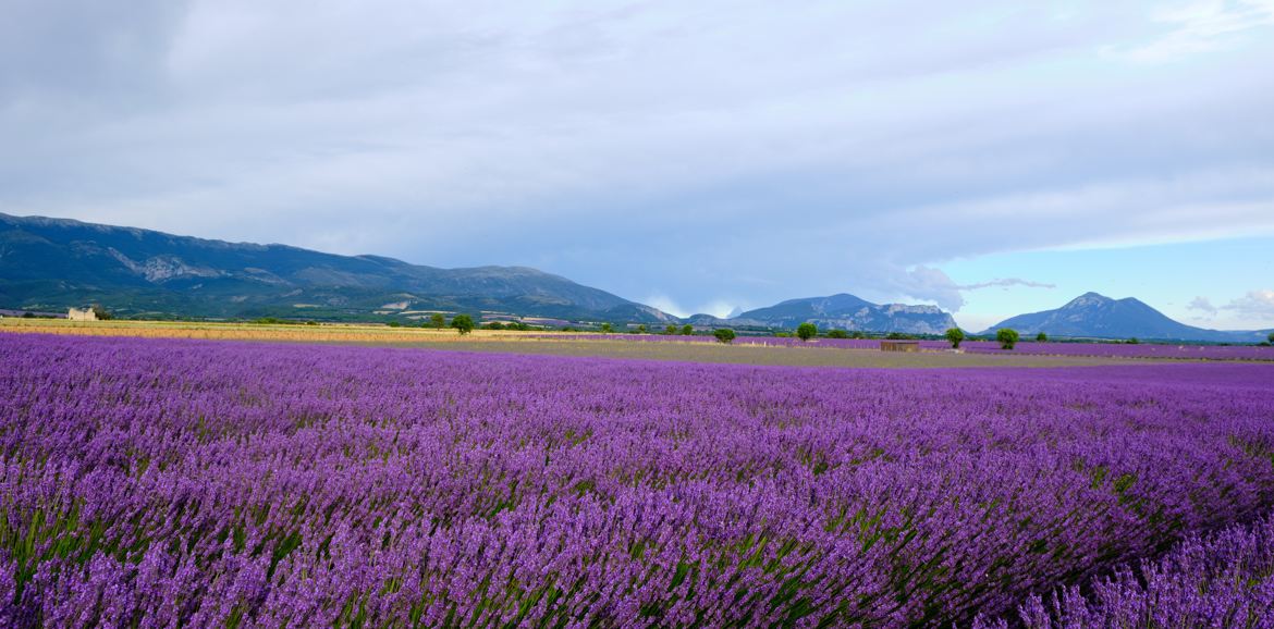 Les couleurs du plateau.