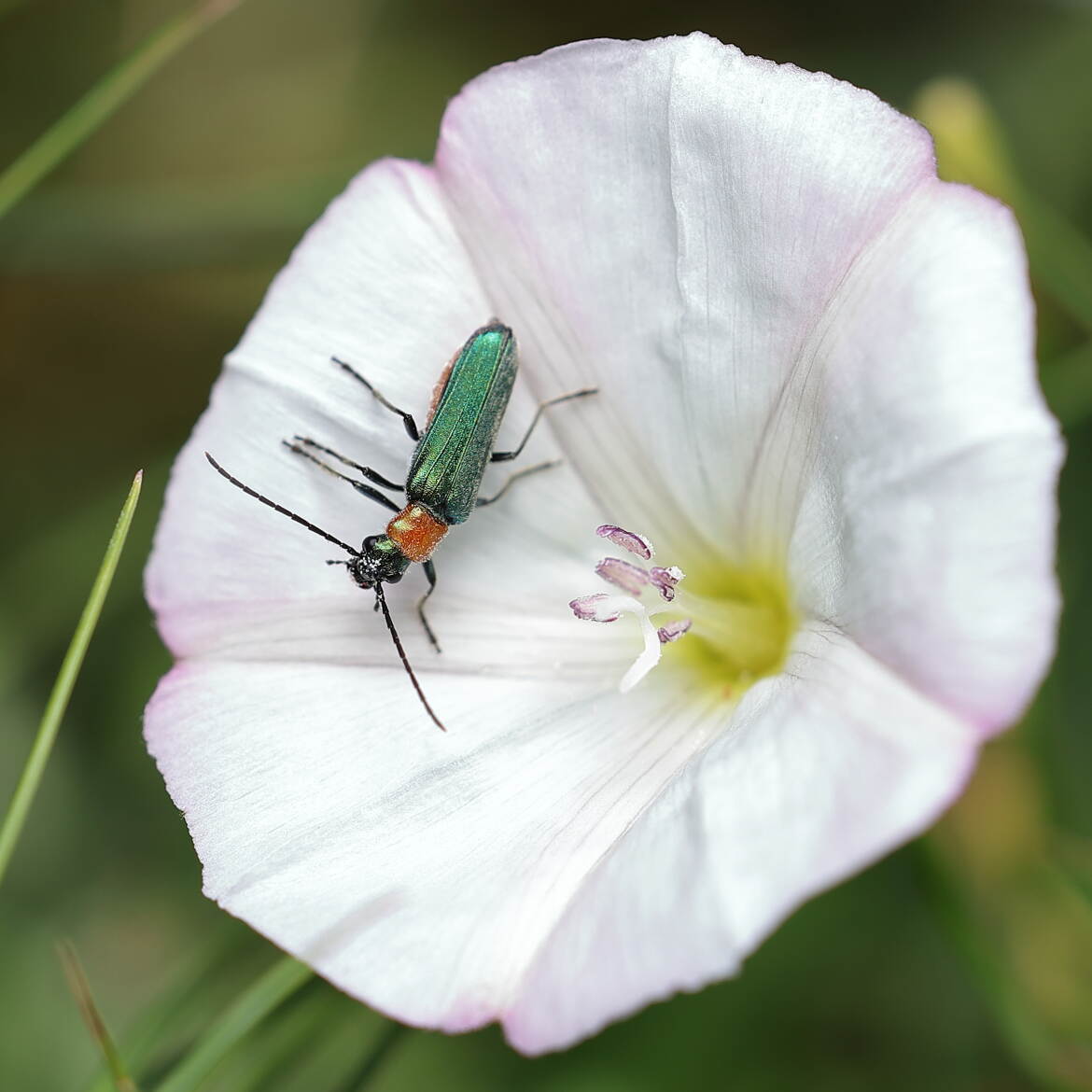 Ecrin d'insecte