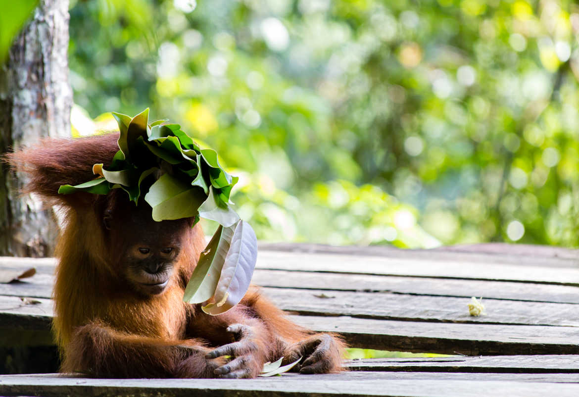 Le chapeau de feuilles