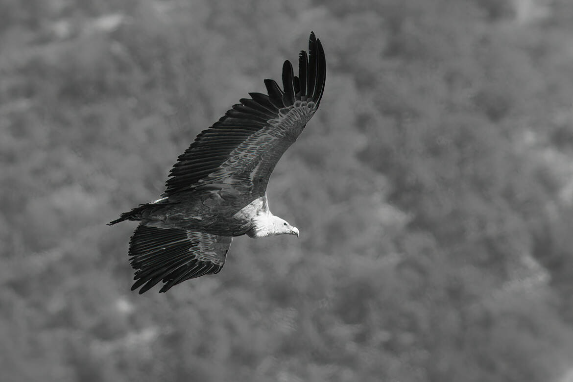 Vautour fauve en vol