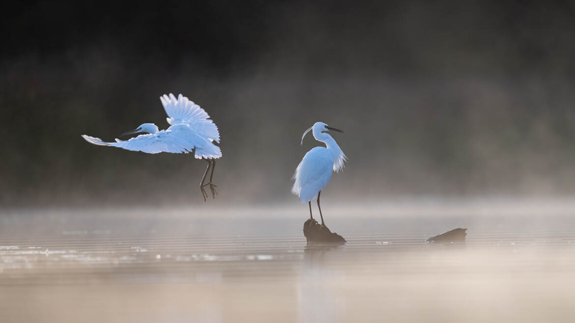 Garzettes dans la brume