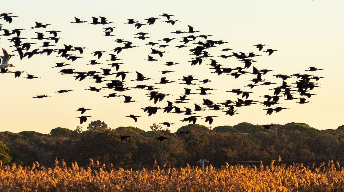 Vol de l'ibis