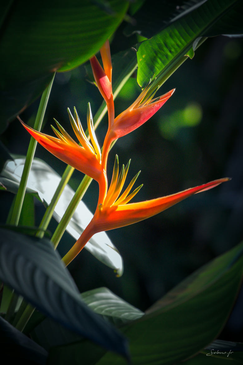 fleur tropicale