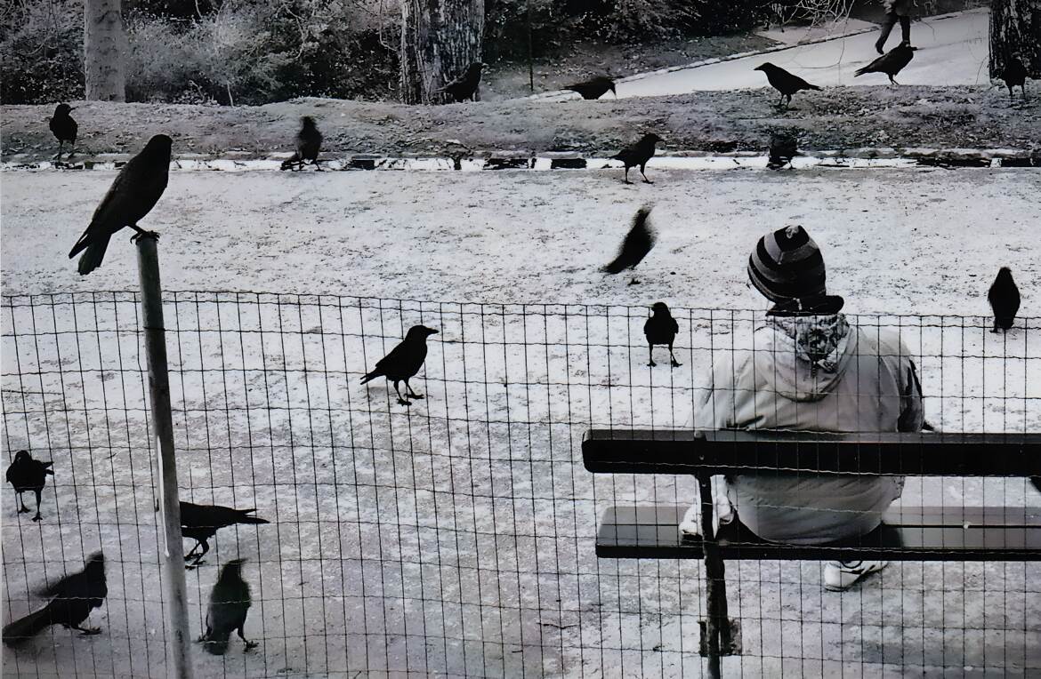 Les oiseaux d'Hitchcock