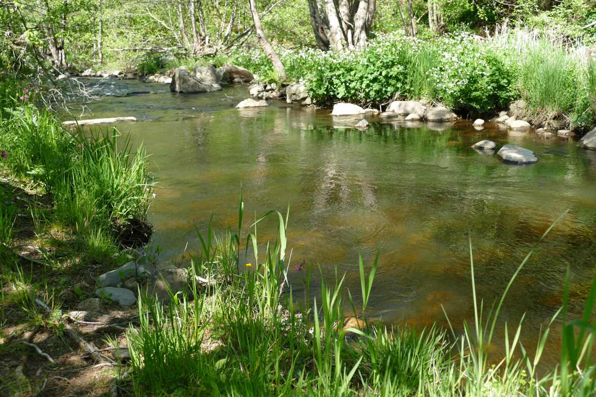 La rivière du Lignon