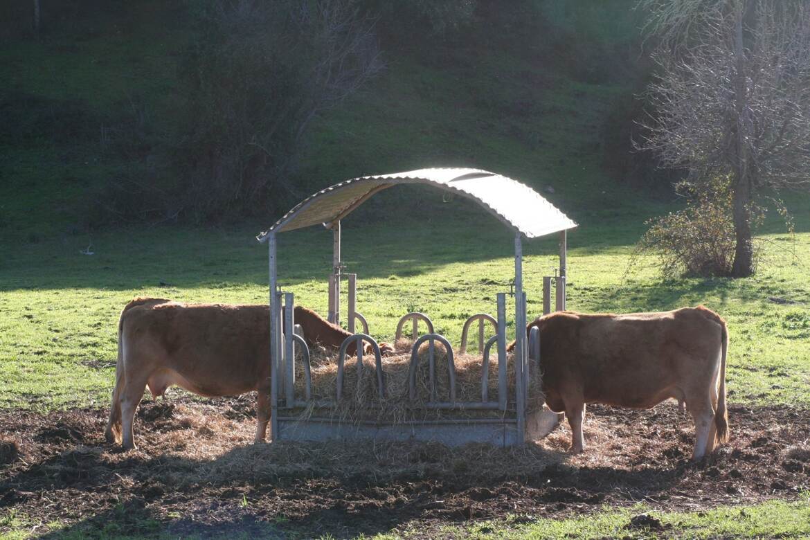 Déjeuner en tête à tête... dans le foin
