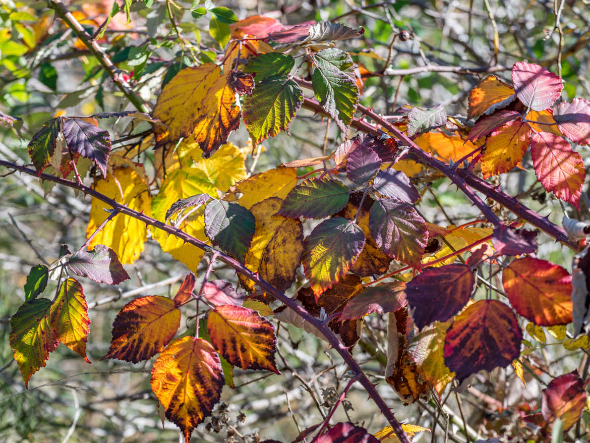 Feuilles de ronce en automne