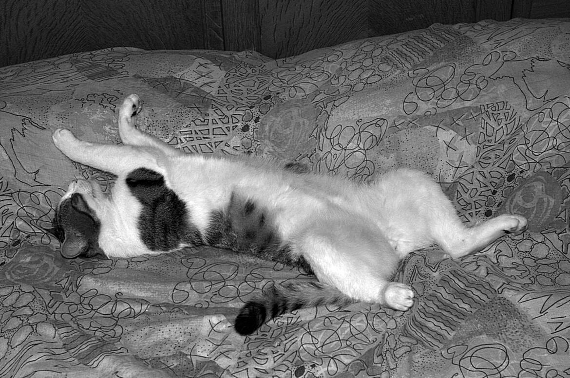 Dur dur la vie de chat !!!