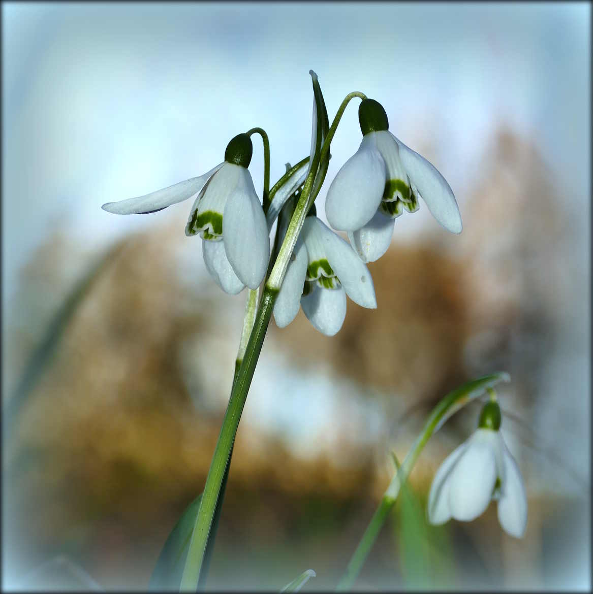 Même sans neige...