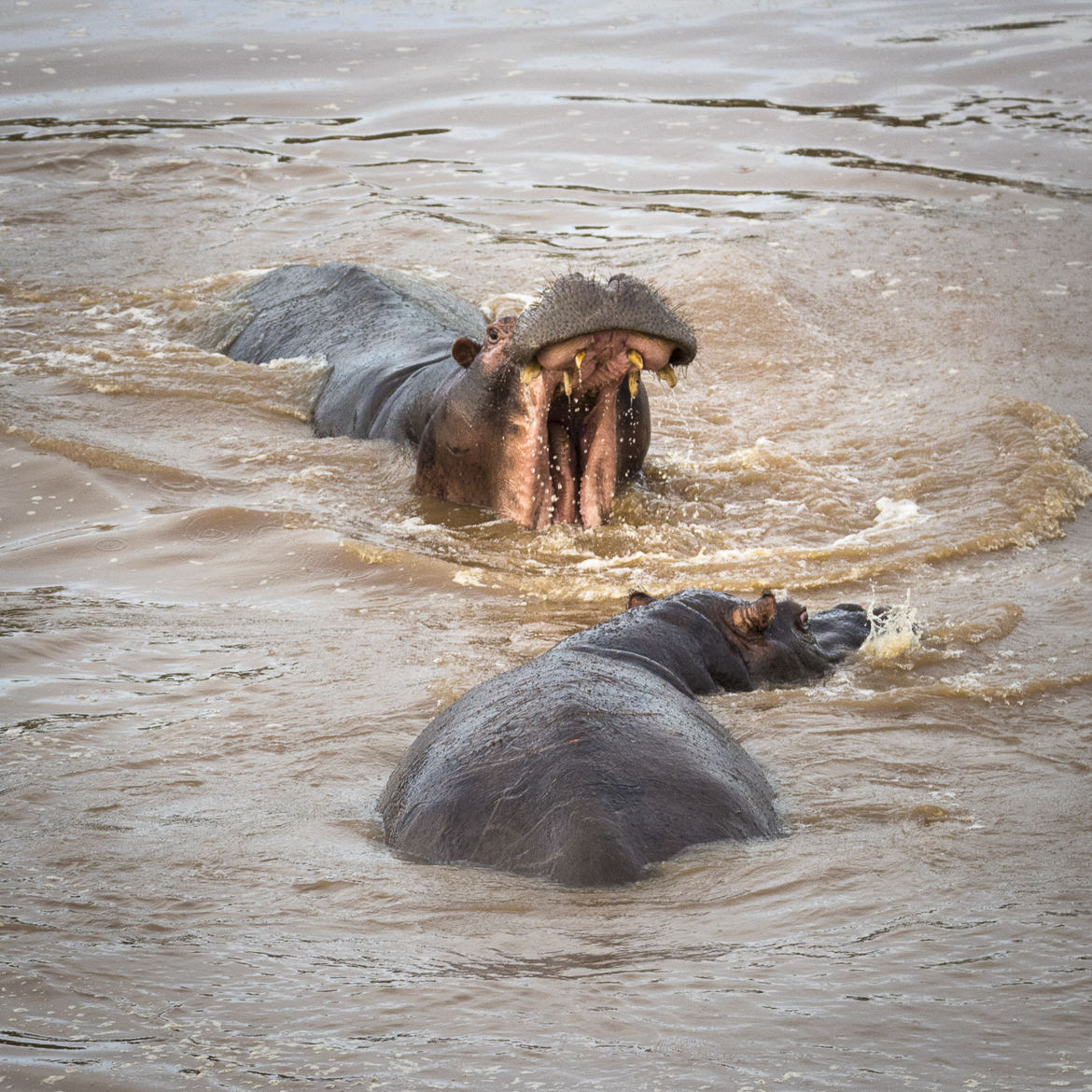Discussion entre hippos