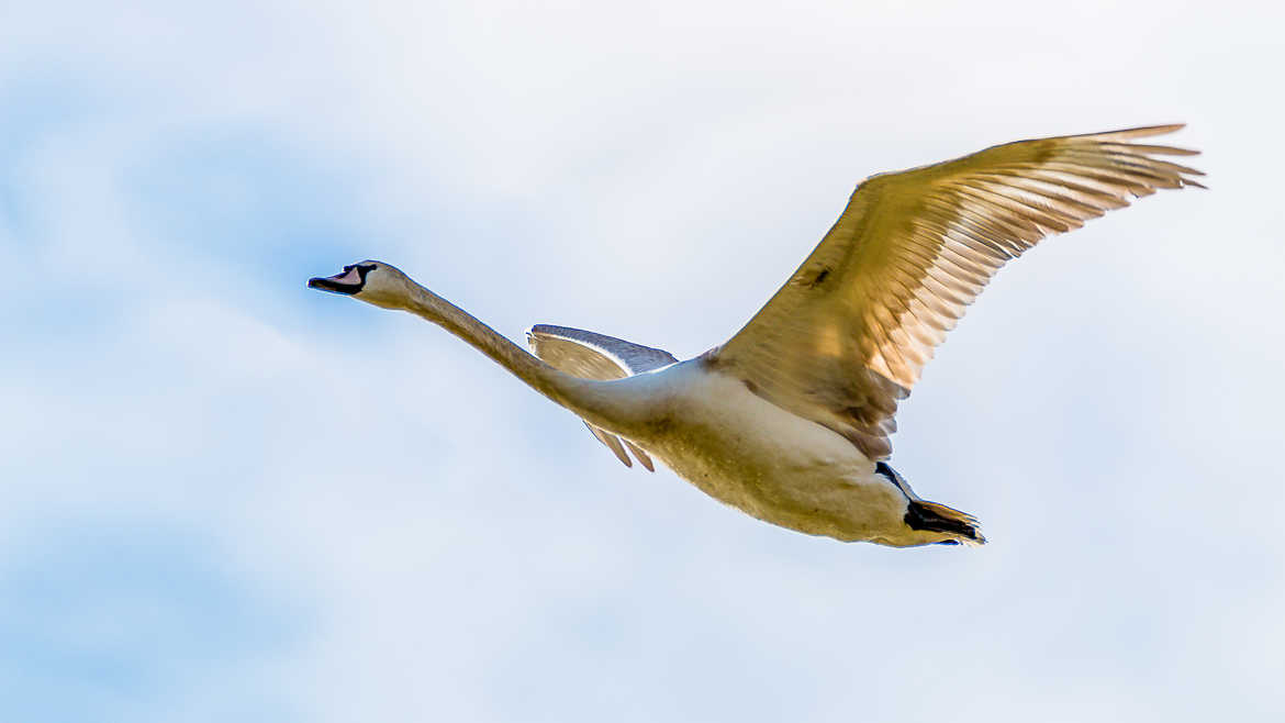 Le Vol Du Cygne 2