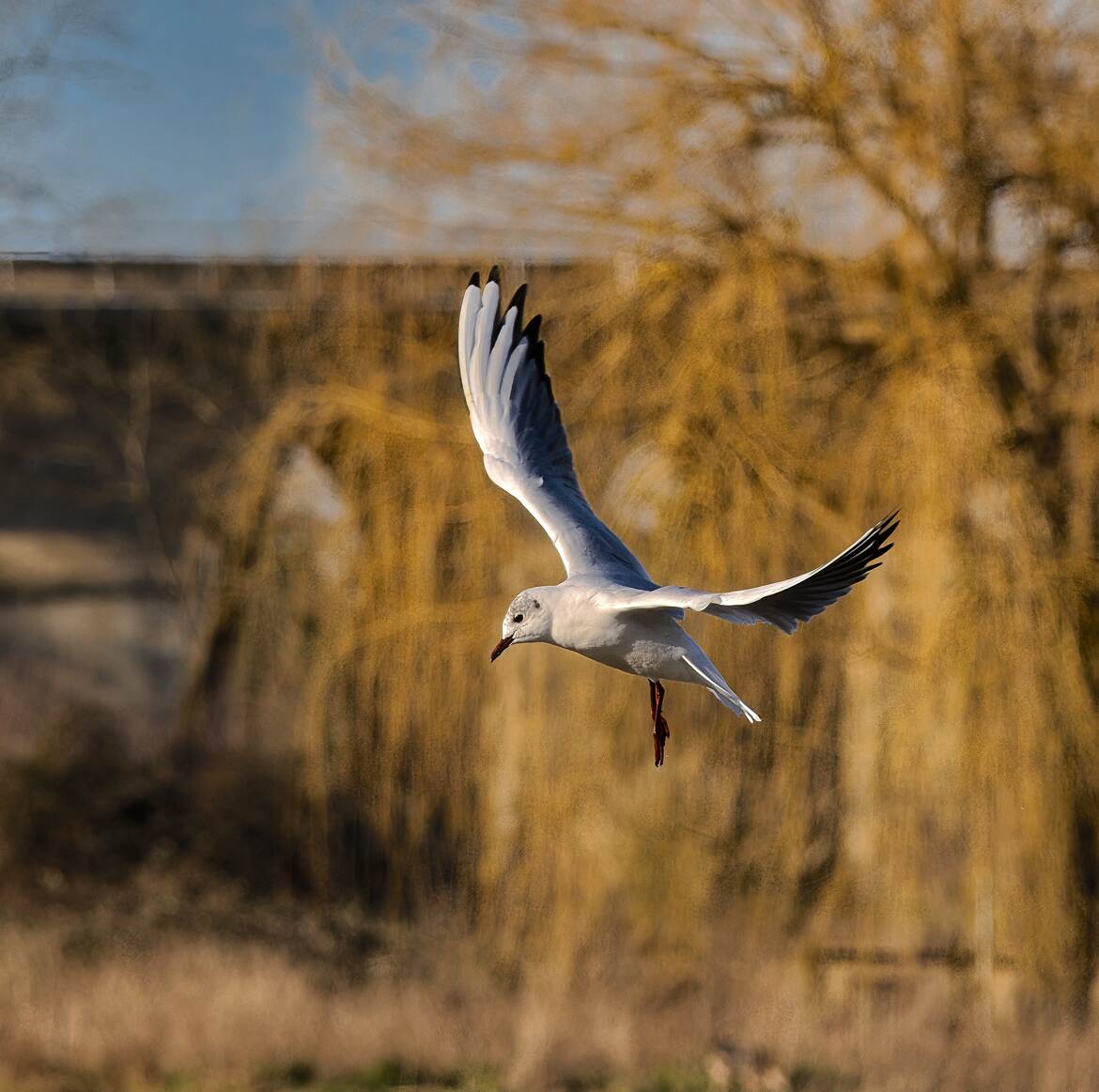 En plongée !