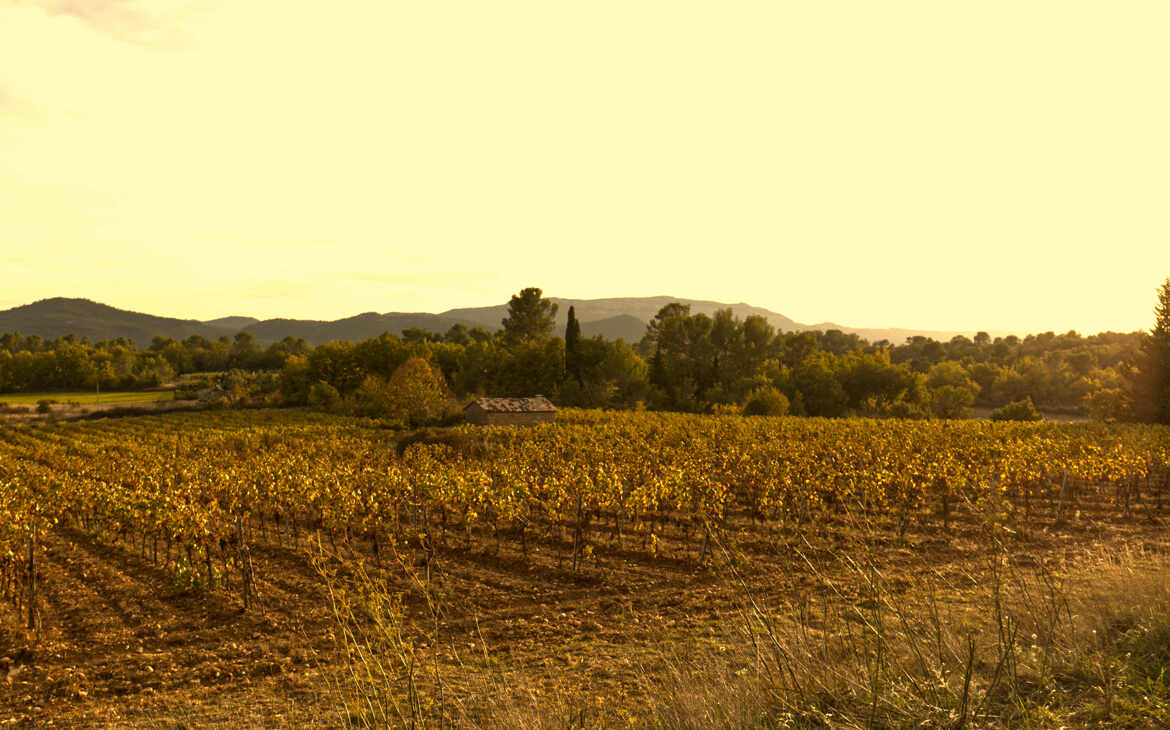 Vignoble de Provence