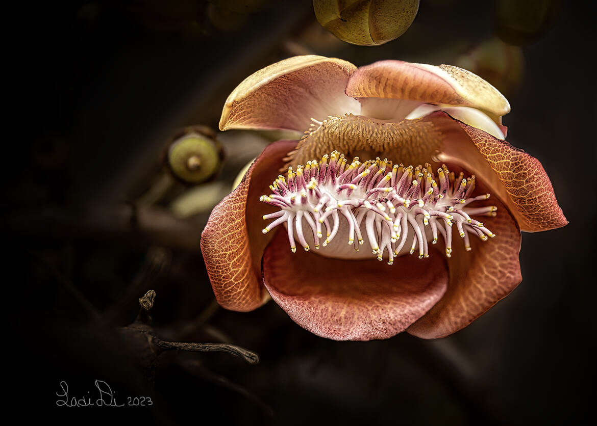 Fleur de l'arbre à boulet de canon