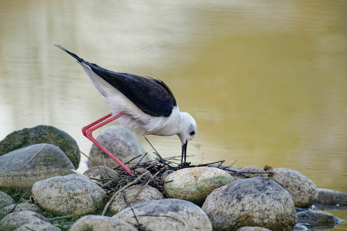 Echasse Blanche au nid