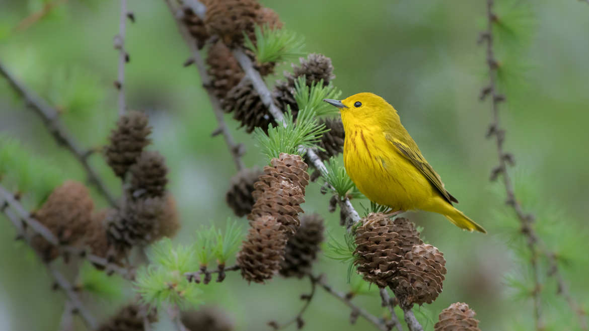 Jaune et vert