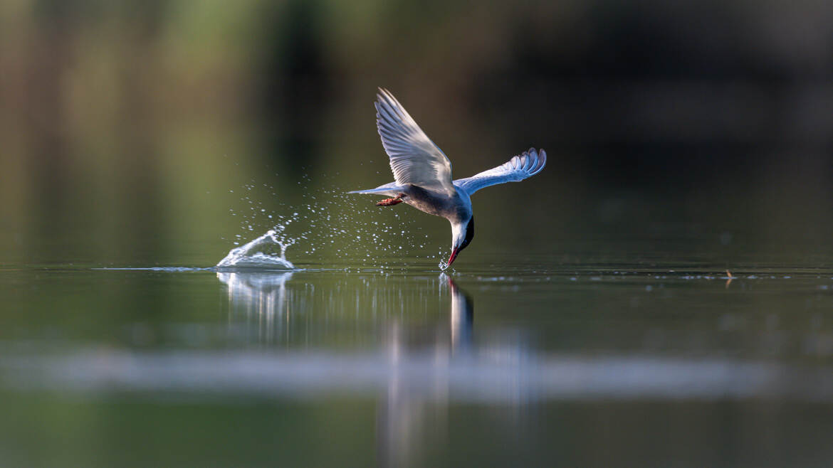 Bien s'hydrater pendant la canicule