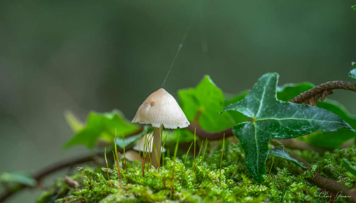 Le champignon et le lierre