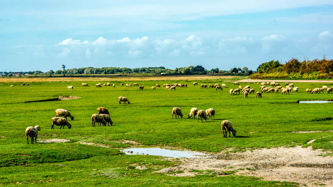 Elevage dans les Prés Salés