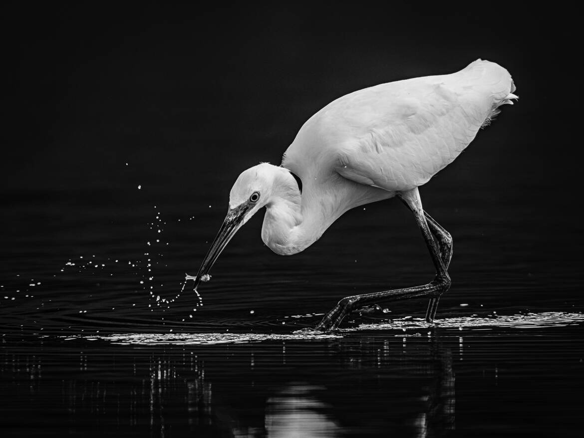 L'instant de grâce : L'Aigrette et l'Alevin
