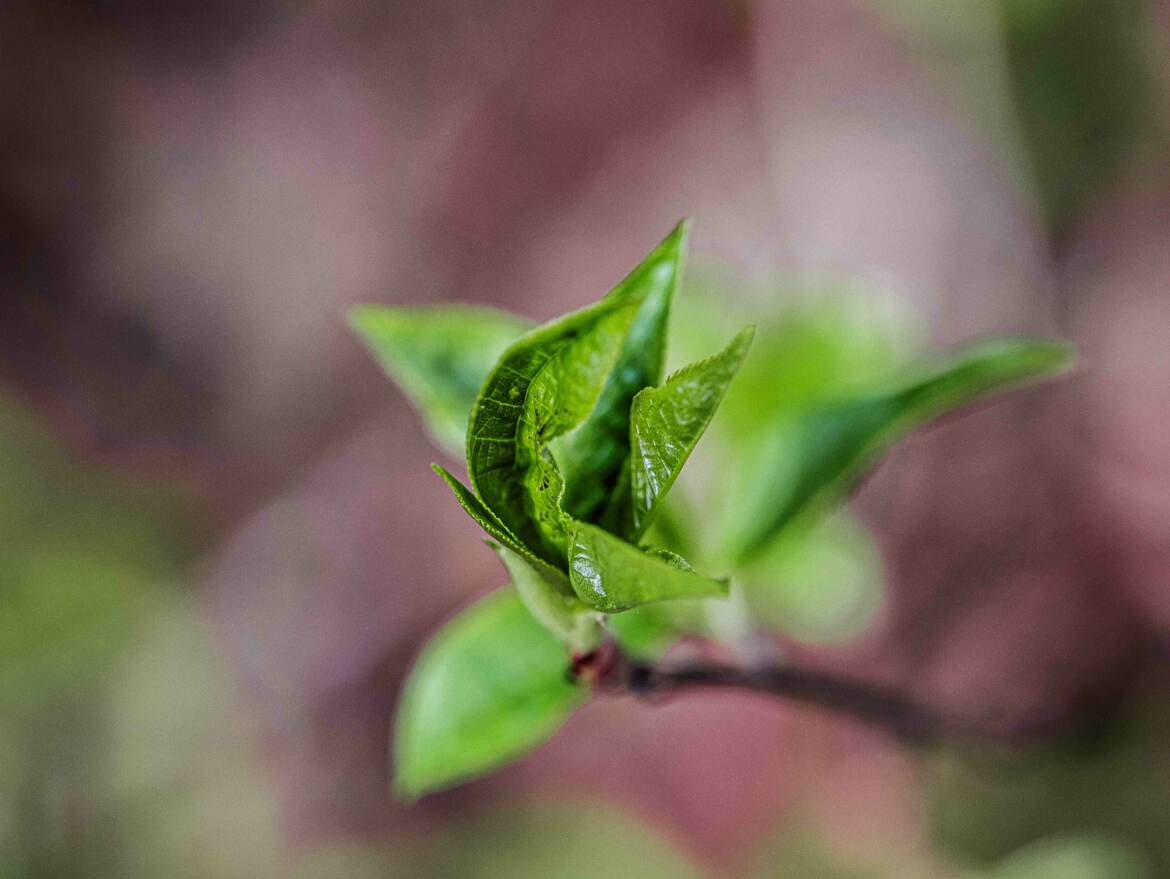 feuille naissante