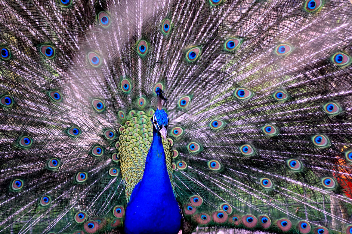 La roue magnifique du paon bleu qui filtre les rayons du soleil