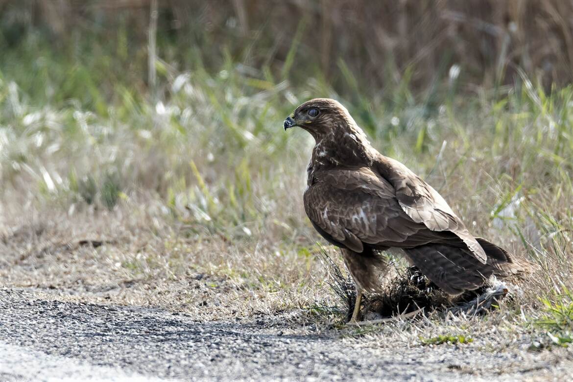 Buse variable