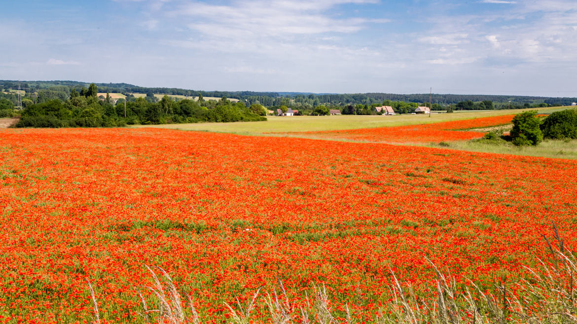Culture de coquelicots ?