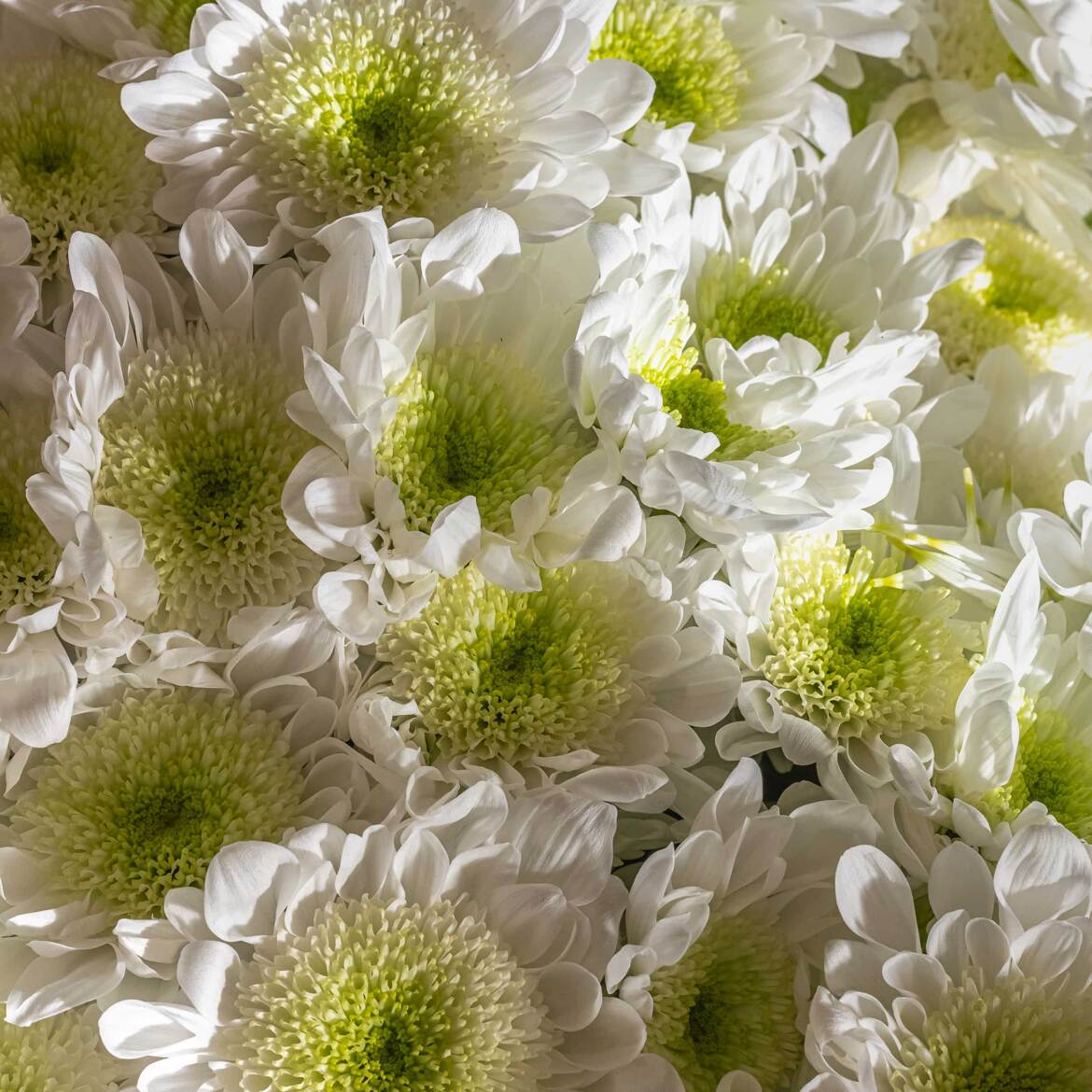 Chrysanthèmes domestiques (4)