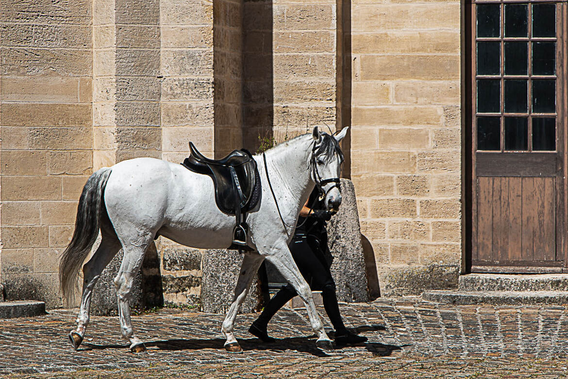 cavalier-cheval gauche/droite