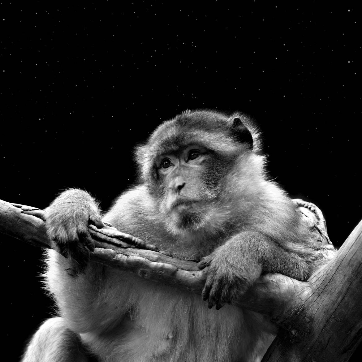 La sentinelle de nuit