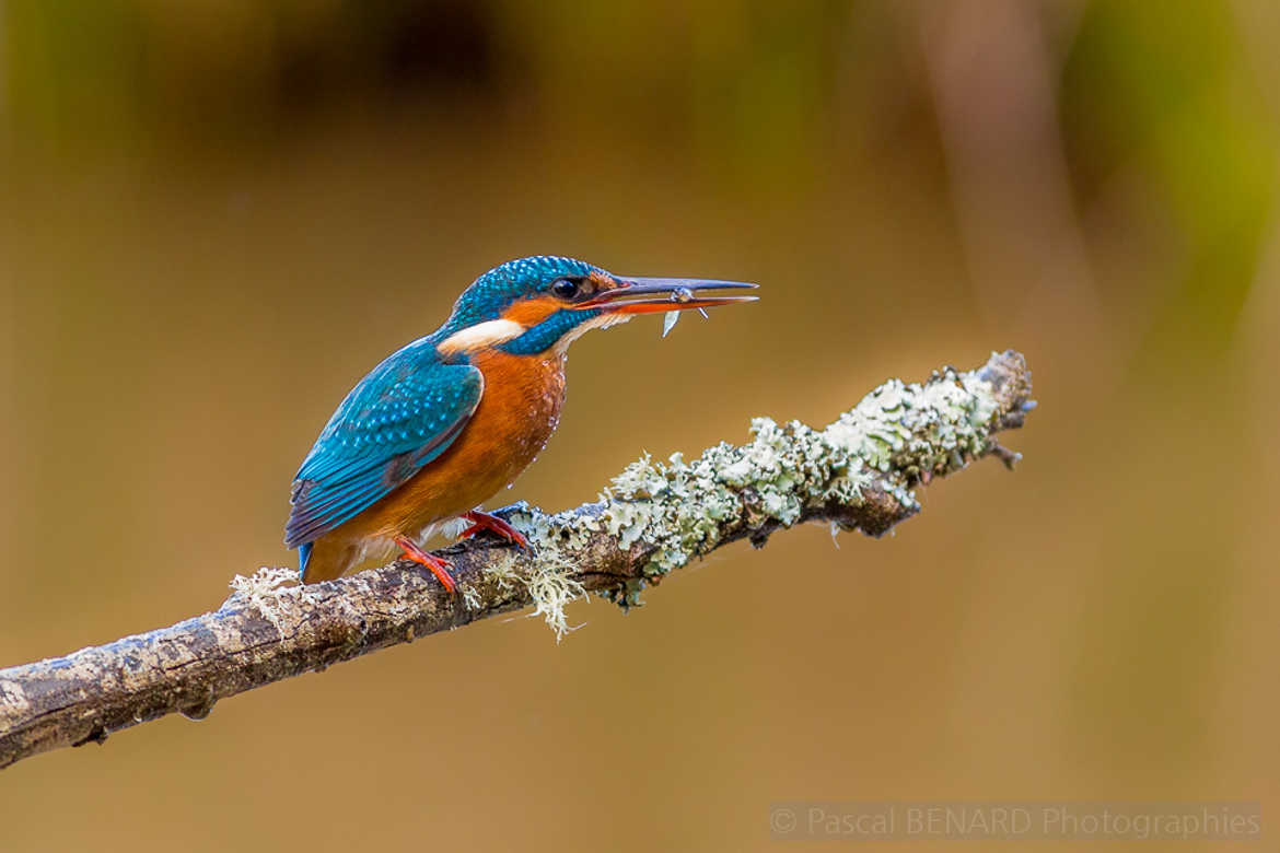 Kingfisher Diner Time