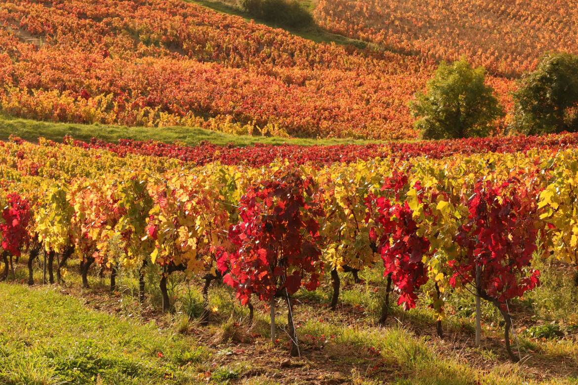 Automne 2021 dans le beaujolais