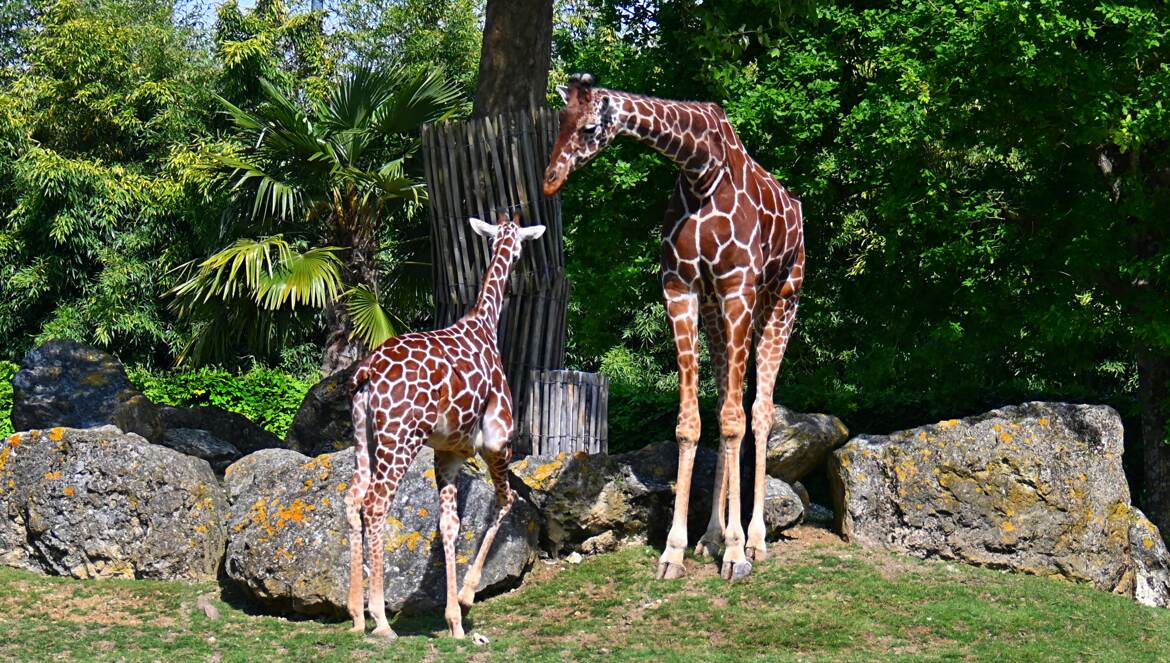 Tu grandis mon petit!