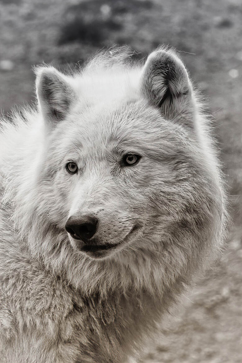 Portrait de Loup arctique