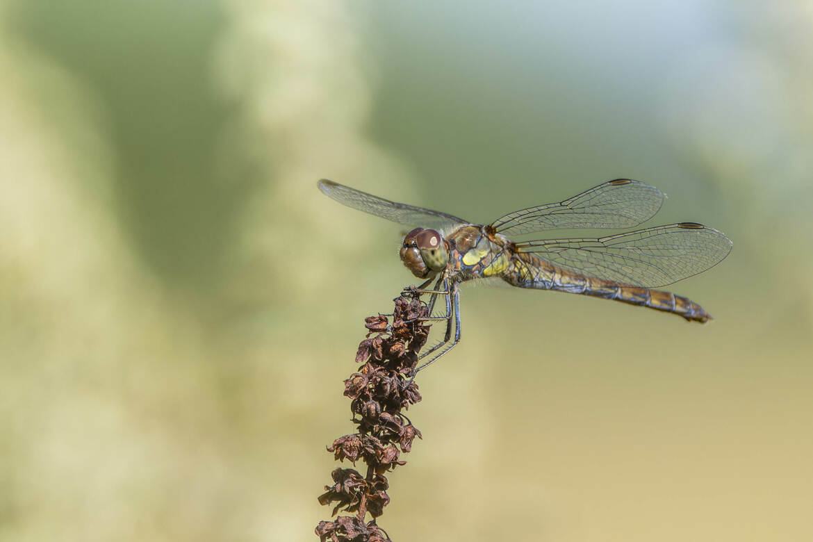 Sympetrum commun