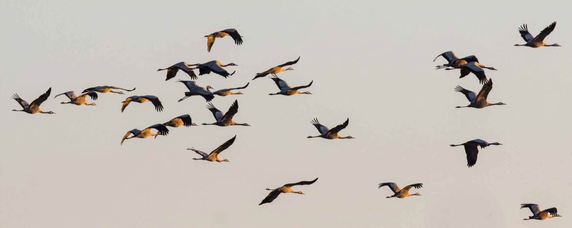 Vol de grues au matin