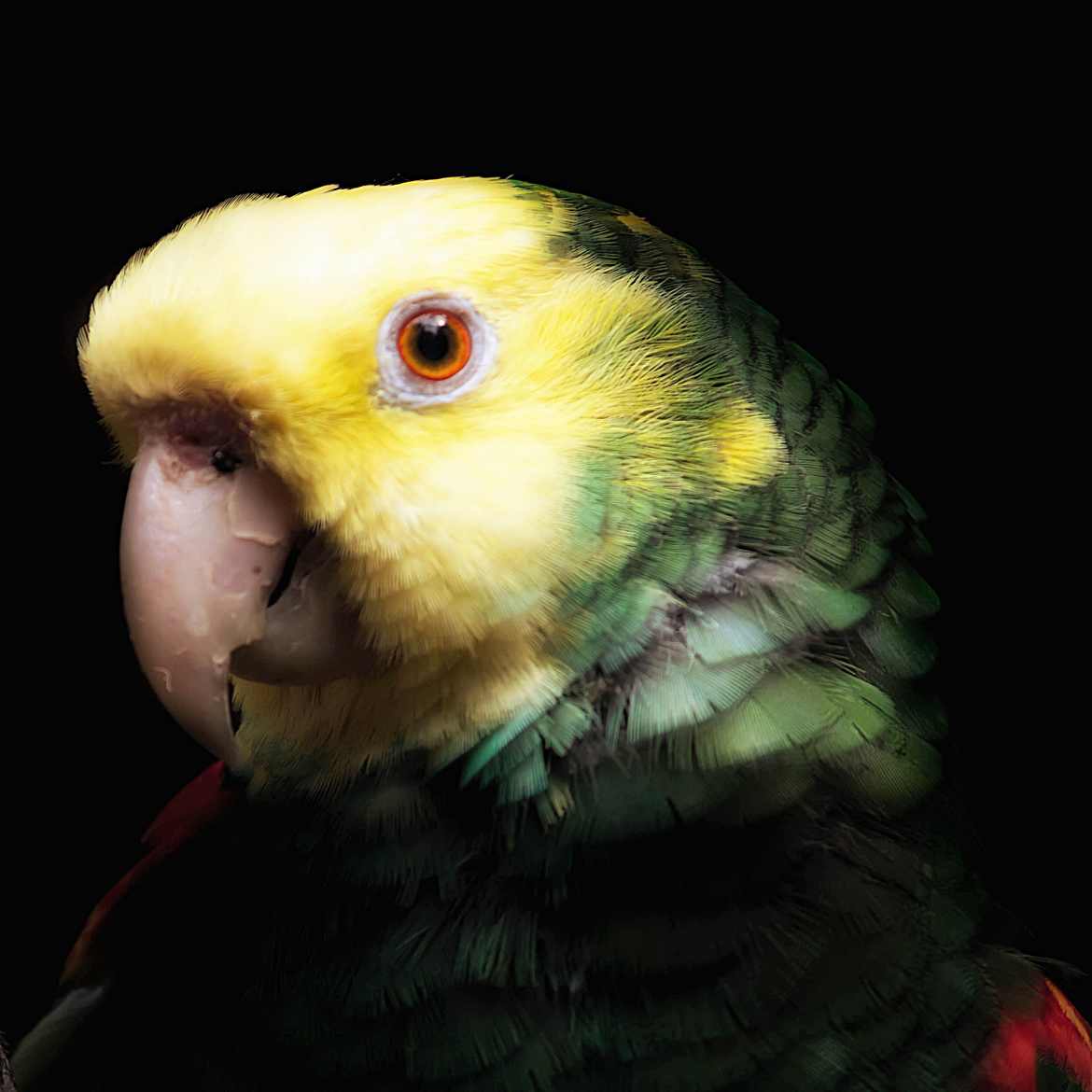 Portrait de perroquet