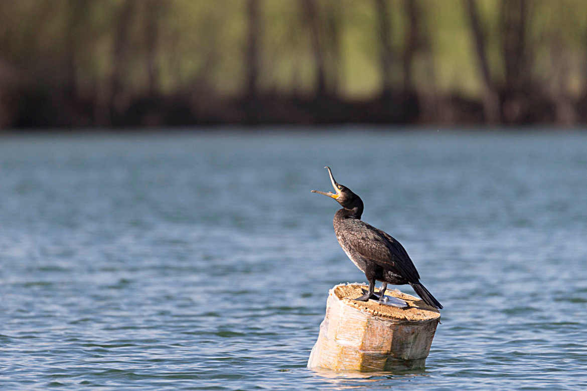 Le cormoran du lac des Sablons.