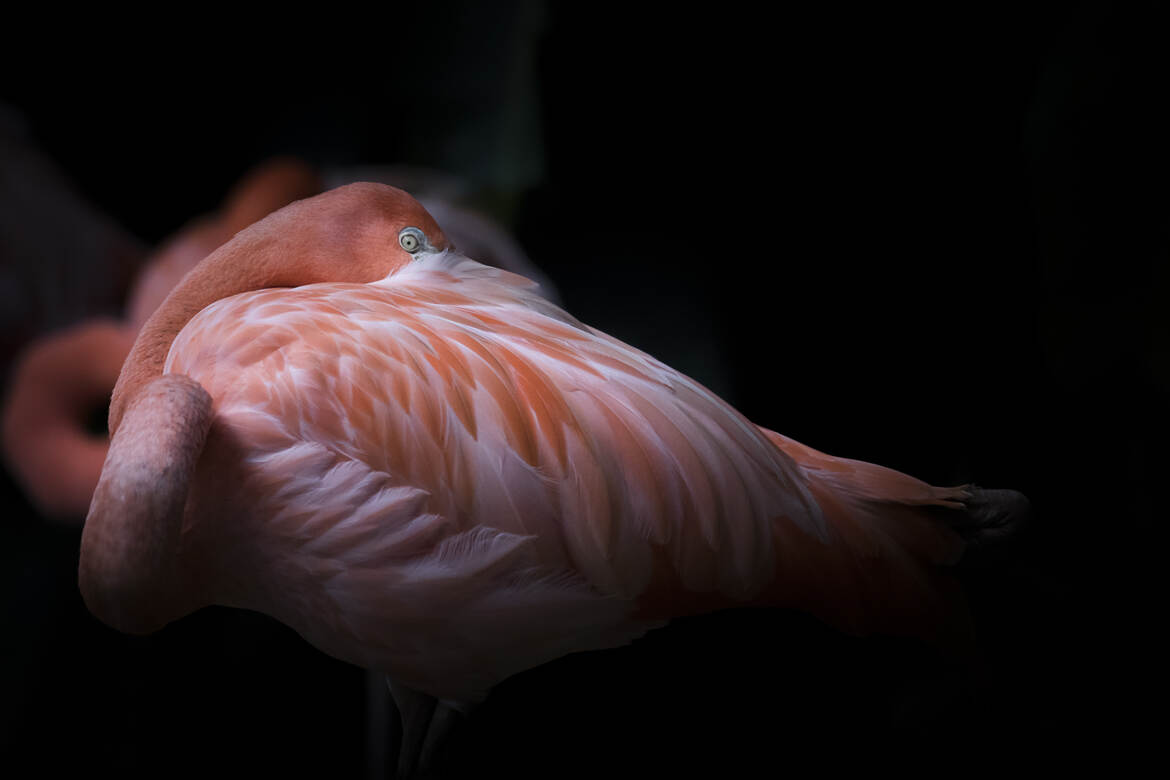 Flamingo