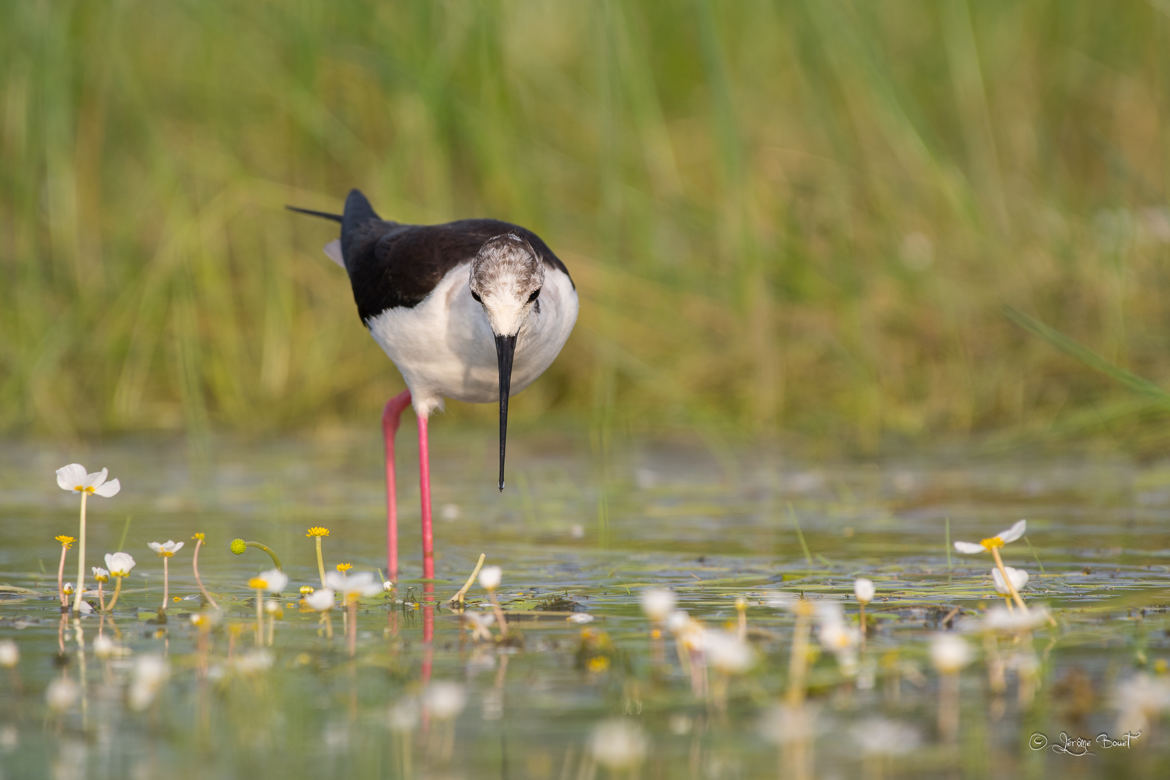 Echasse dans les renoncules d'eau