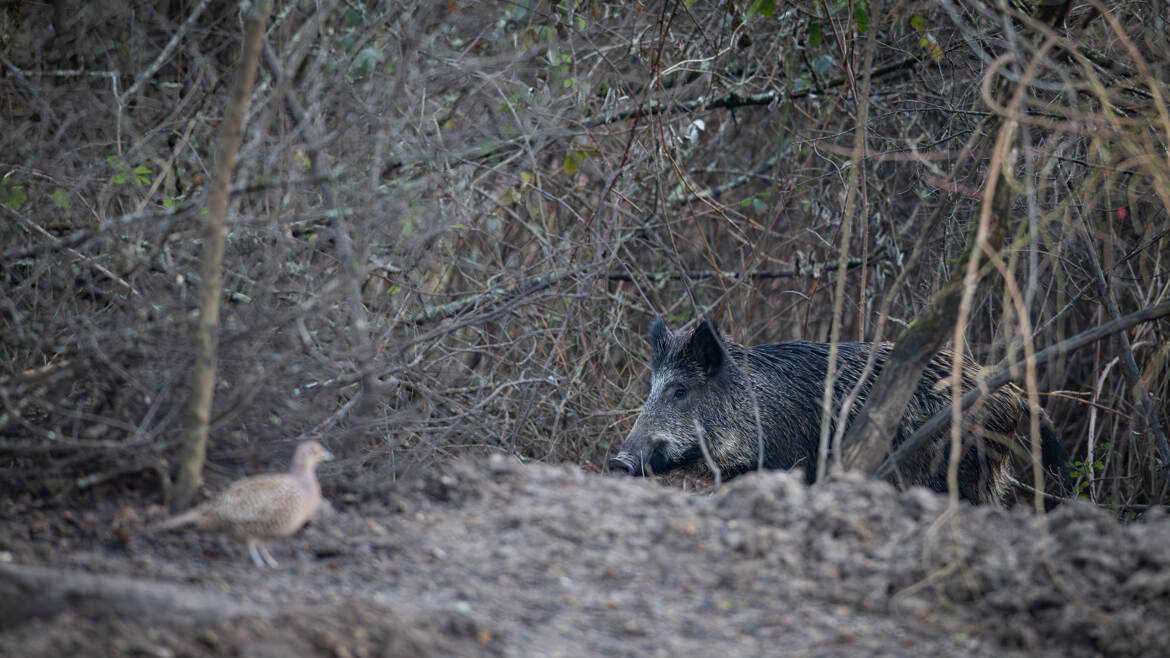 Un sanglier croise une poule faisane