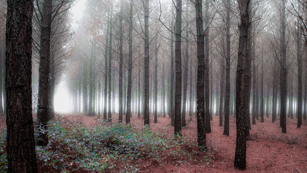 ambiance d'automne