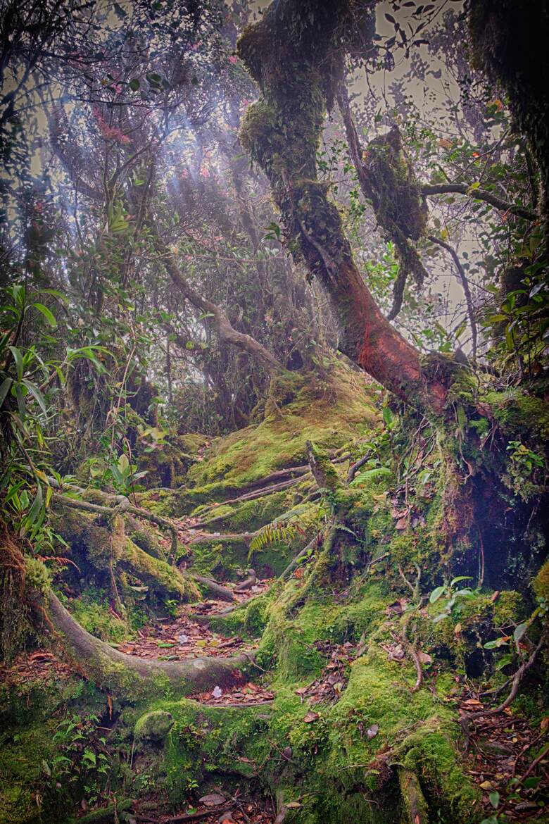 Mossy forest.