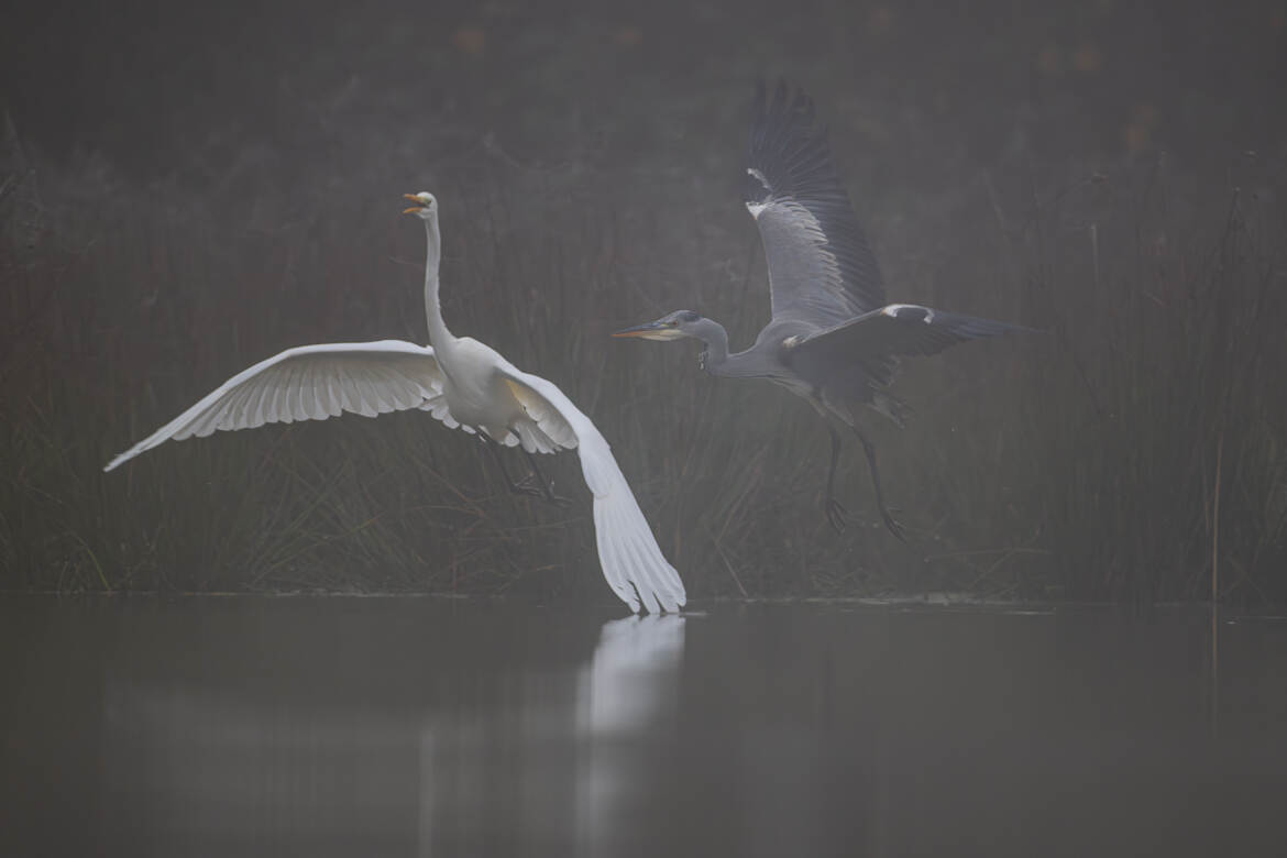 Course poursuite sur l'étang