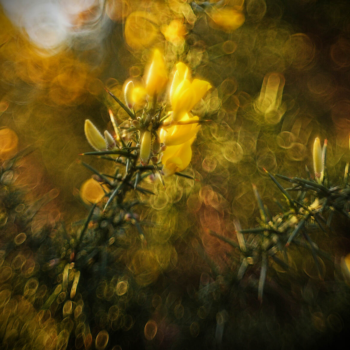 Hélios se pique d'un ajonc